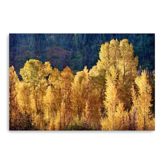 Aspens In Autumn Canvas Giclee